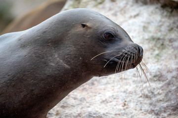 South American Sea Lion