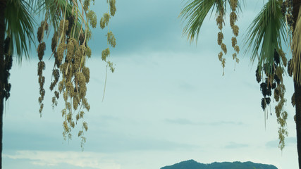 Palm trees with the cloudy sky background
