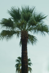Palm trees with the cloudy sky background