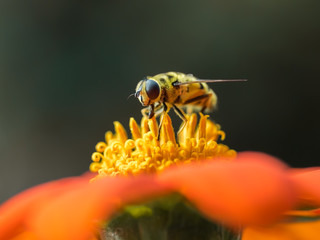 A beneficial Flower Fly, or Hoverfly (Syrphid), gathering nectar and pollen on an orange sunflower 