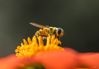 A beneficial Flower Fly, or Hoverfly, gathering nectar and pollen on an orange sunflower 