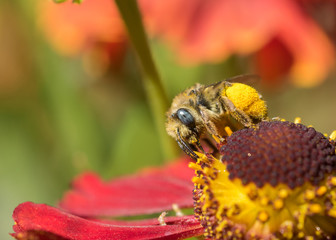 A female Long-horned Bee (Melissodes) gathering pollen and nectar on a red Sneezeweed flower (Helenium)