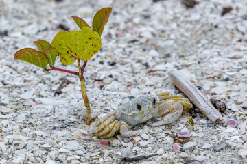 Ghost Crab