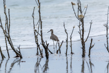 Willet through the branches