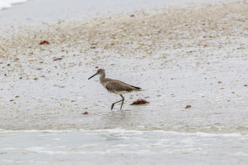 Willet