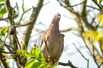 Picazuro Dove perched on a branch