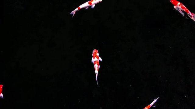 Animals Koi, Fancy carps fish are swimming in water