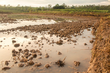 Preparing field for rice plantation