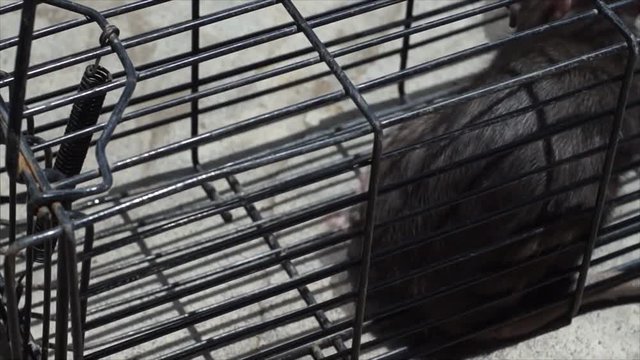 Trapped mouse in wire cage trying to escape