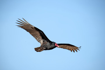 Turkey vulture
