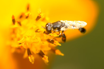 Flower flies sucking nectar from a flower