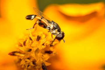 Flower flies sucking nectar from a flower