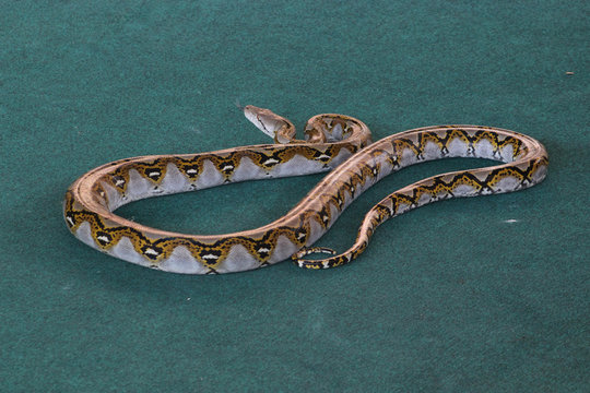 reticulated python