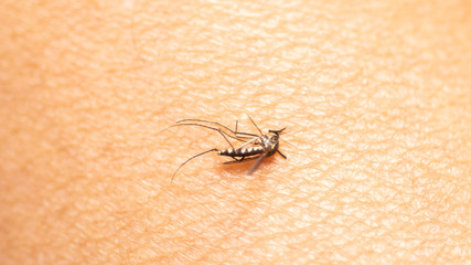 dead mosquito on the human skin