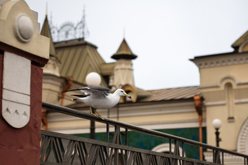 Seagull on the background of the railway station - a historical and architectural monument in Vladivostok city