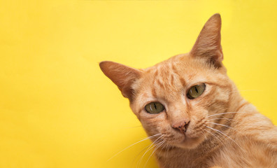 Cute Ginger tabby cat on yellow background
