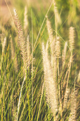 Brown grass flower and sunlight, vintage filter