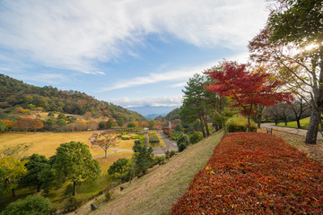Naklejka premium 紅葉 徳島県立神山森林公園イルローザの森