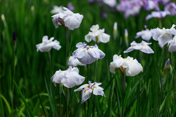 The irises blooming in Tokyo, Shobuda