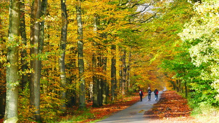 Wanderweg, Herbst