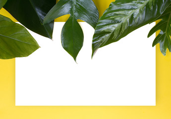 Fototapeta na wymiar Green tropical leaf on yellow background design for eco background or jungle wallpaper background