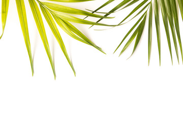 Background of Tropical Leaves with copy space, Original dimensions 5129 x 3420 pixels