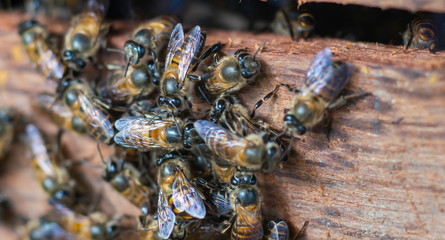 group of nurture bees on wood house