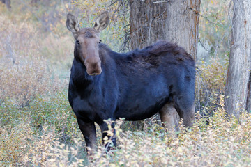 Moose Cow in Grand Teton National park
