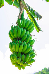 Green banana in nature