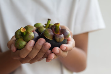 Farmer's holding Mangosteens in hands