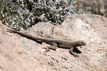 Peru Pacific Iguana