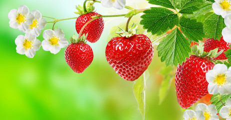 tasty summer strawberries,gardening
