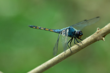 Close up of Blue dragonfly