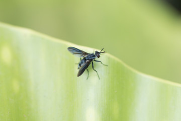 A Fly on a green leaf