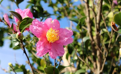 Obraz premium さざんかの花