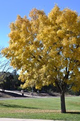 Naklejka premium The color of autumn with tree leaves changing to yellow