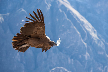 Andean condor