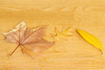 autumn leaves on wooden background