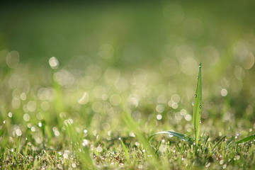 Fototapeta premium Dew droplet on top of green grass in warm morning light
