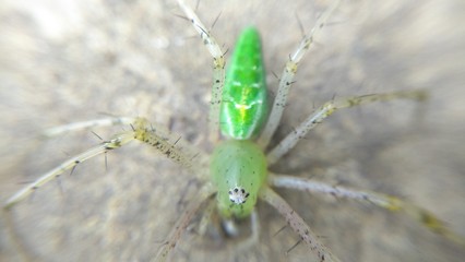 spider on a leaf