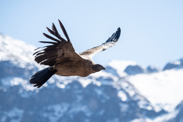 Andean condor