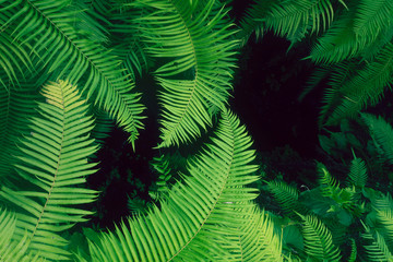 Background Variety of green ferns
