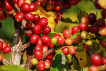 Coffee been on tree in cafe plantation