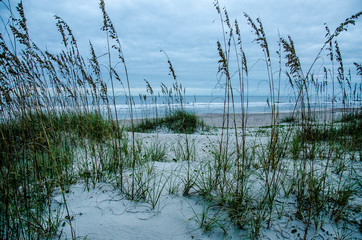 Endangered sand dunes and sea oats on Amelia Island, Florida