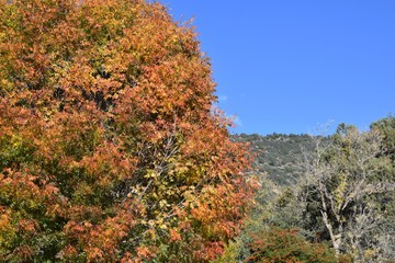 Tree leaves changing color in autumn