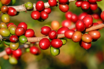 Coffee been on tree in cafe plantation