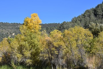 Fototapeta premium Leaves changing color at Tonto Natural Bridge State Park in Payson Arizona