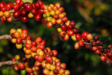 Coffee been on tree in cafe plantation