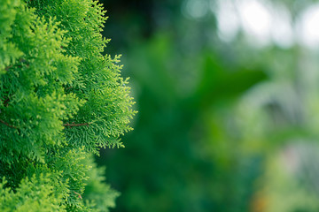 pine leaves, Evergreen Thuja background, Winter tree and christmas tree background concept