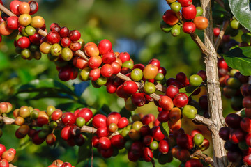 Coffee been on tree in cafe plantation